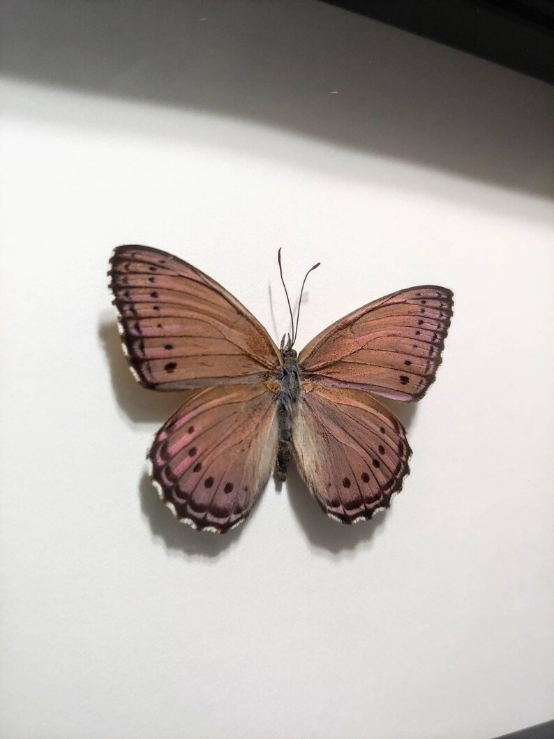 Real Framed Butterfly Insect Taxidermy Framed Butterfly Asterope Pechueli Black Shadow Box Frame- Home Decor Gift Butterfly Taxidermy