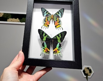 Real Framed Sunset Moth, Urania Ripheus, Shadow Box Frame- Moth Taxidermy, Butterfly Taxidermy, Framed Moth, Insect Taxidermy