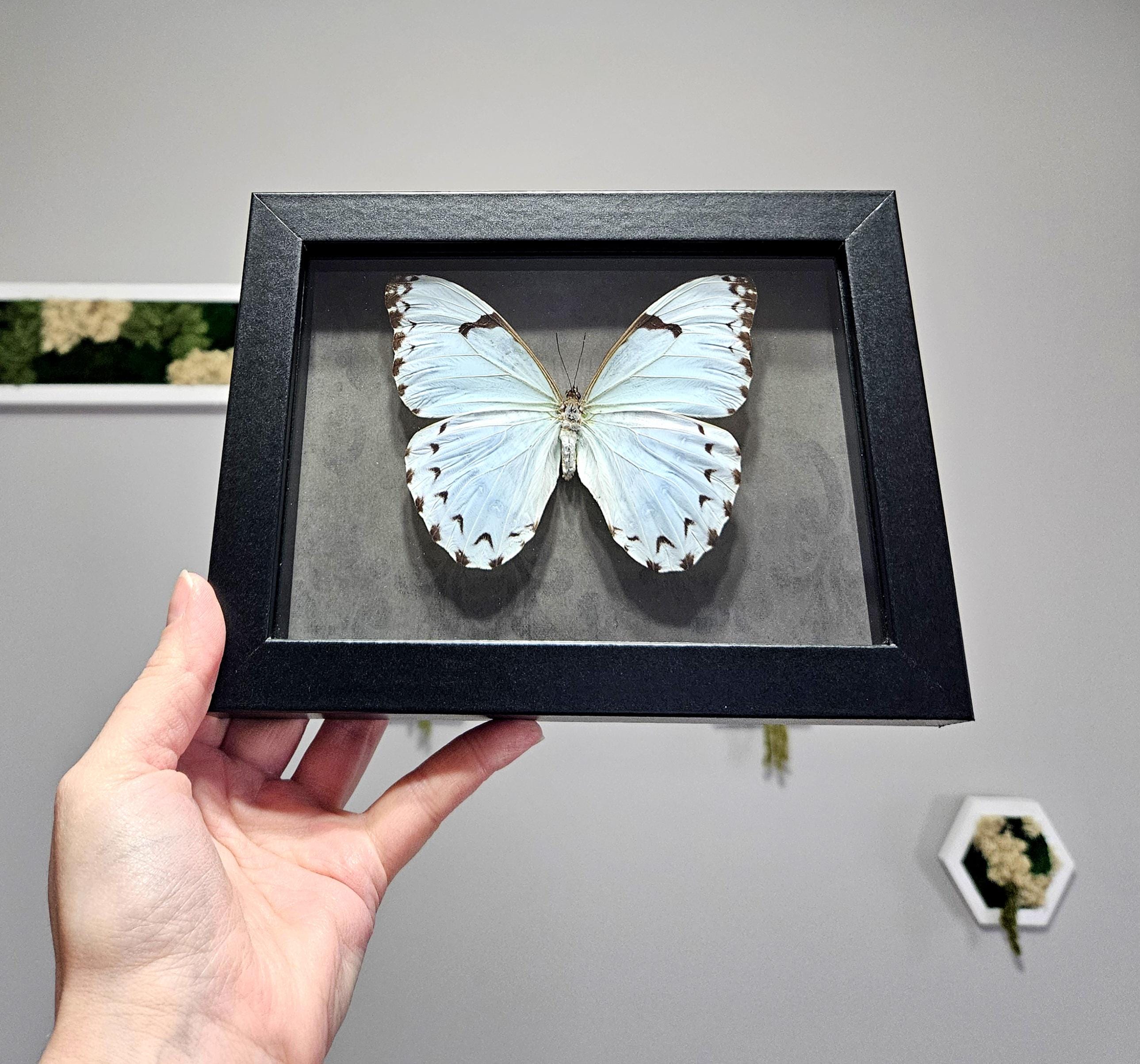 Morpho catenarius - Etsy 日本