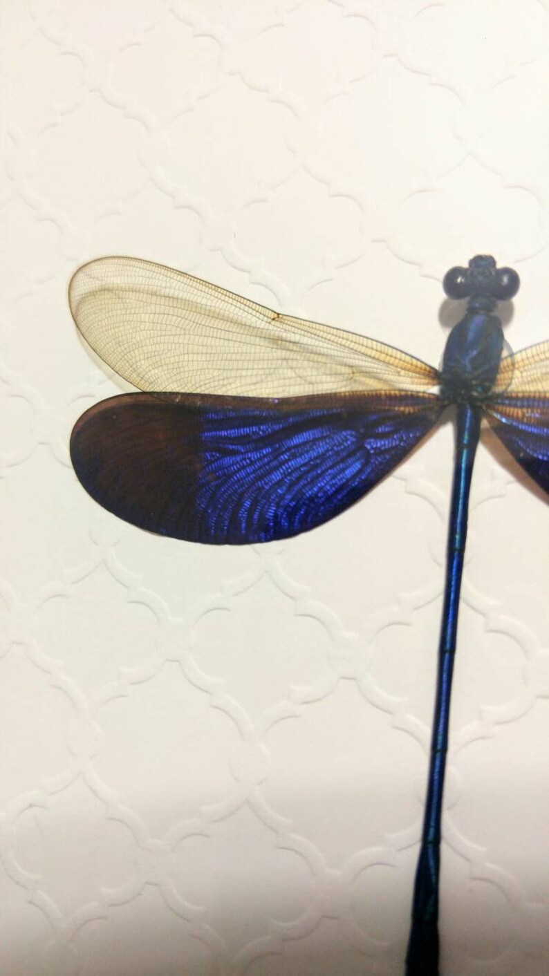 Shadow Box Frame- Home Decor Real Framed Damselfly Real dragonfly, Framed Dragonfly Insect Taxidermy Neurobasis Kaupi Framed Insect