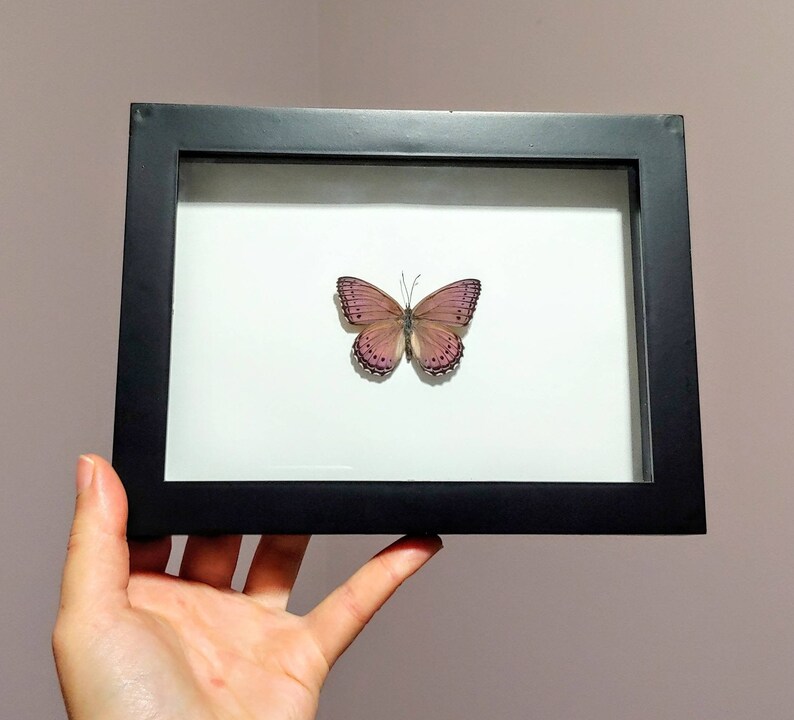 Real Framed Butterfly Insect Taxidermy Framed Butterfly Asterope Pechueli Black Shadow Box Frame- Home Decor Gift Butterfly Taxidermy