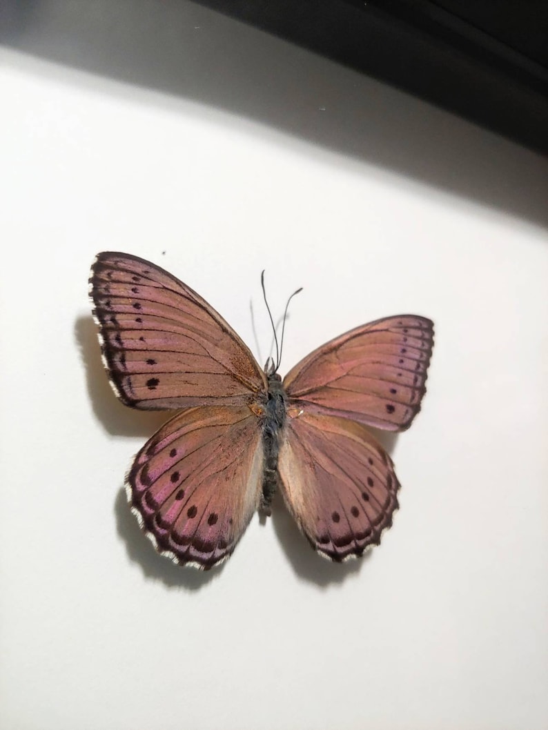 Real Framed Butterfly Insect Taxidermy Framed Butterfly Asterope Pechueli Black Shadow Box Frame- Home Decor Gift Butterfly Taxidermy