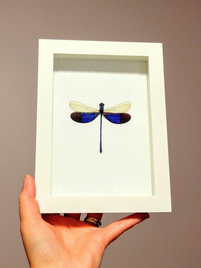 Shadow Box Frame- Home Decor Real Framed Damselfly Real dragonfly, Framed Dragonfly Insect Taxidermy Neurobasis Kaupi Framed Insect