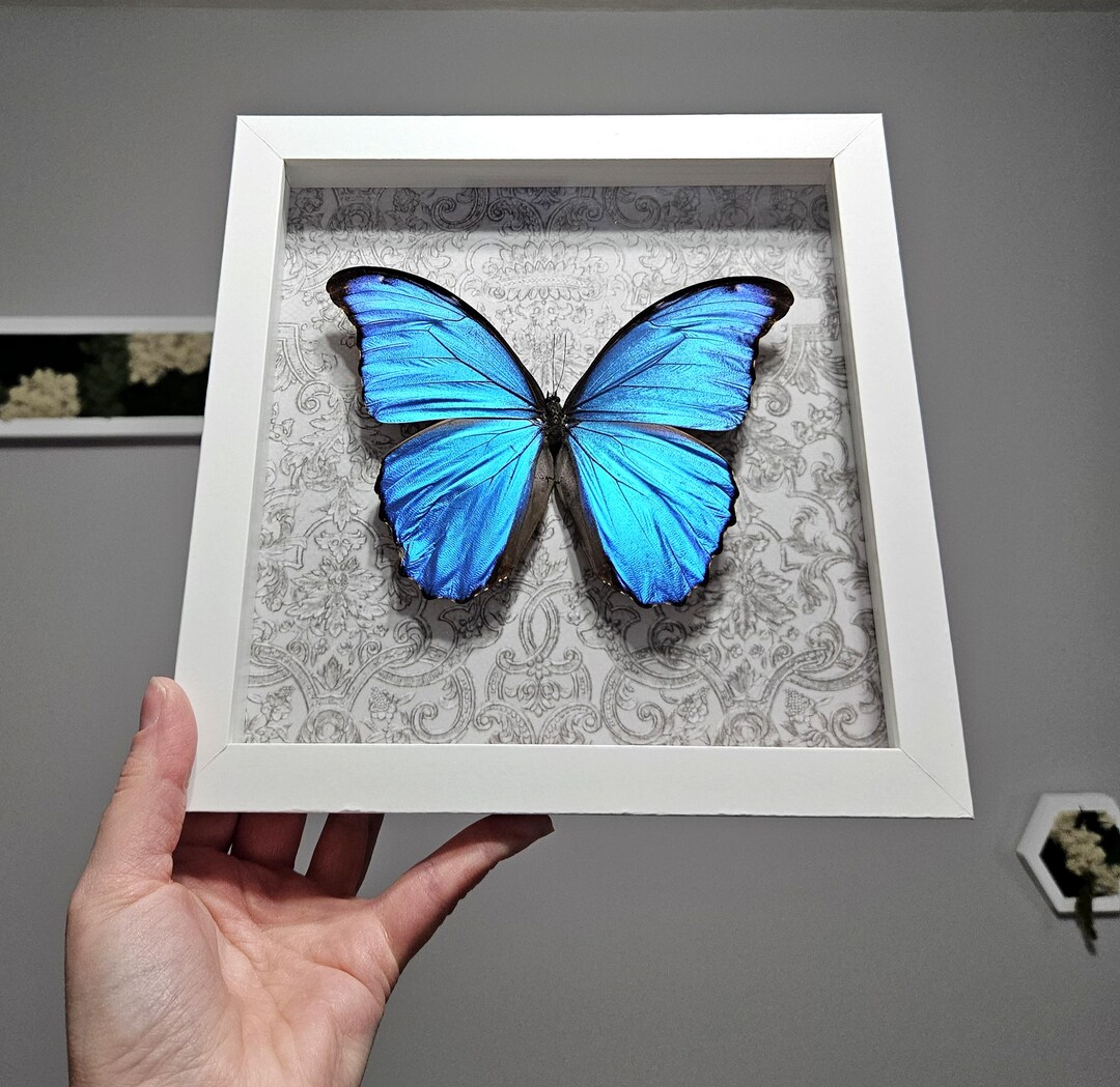 Real Framed Butterfly, Morpho Didius, Blue Morpho, White Shadow Box ...