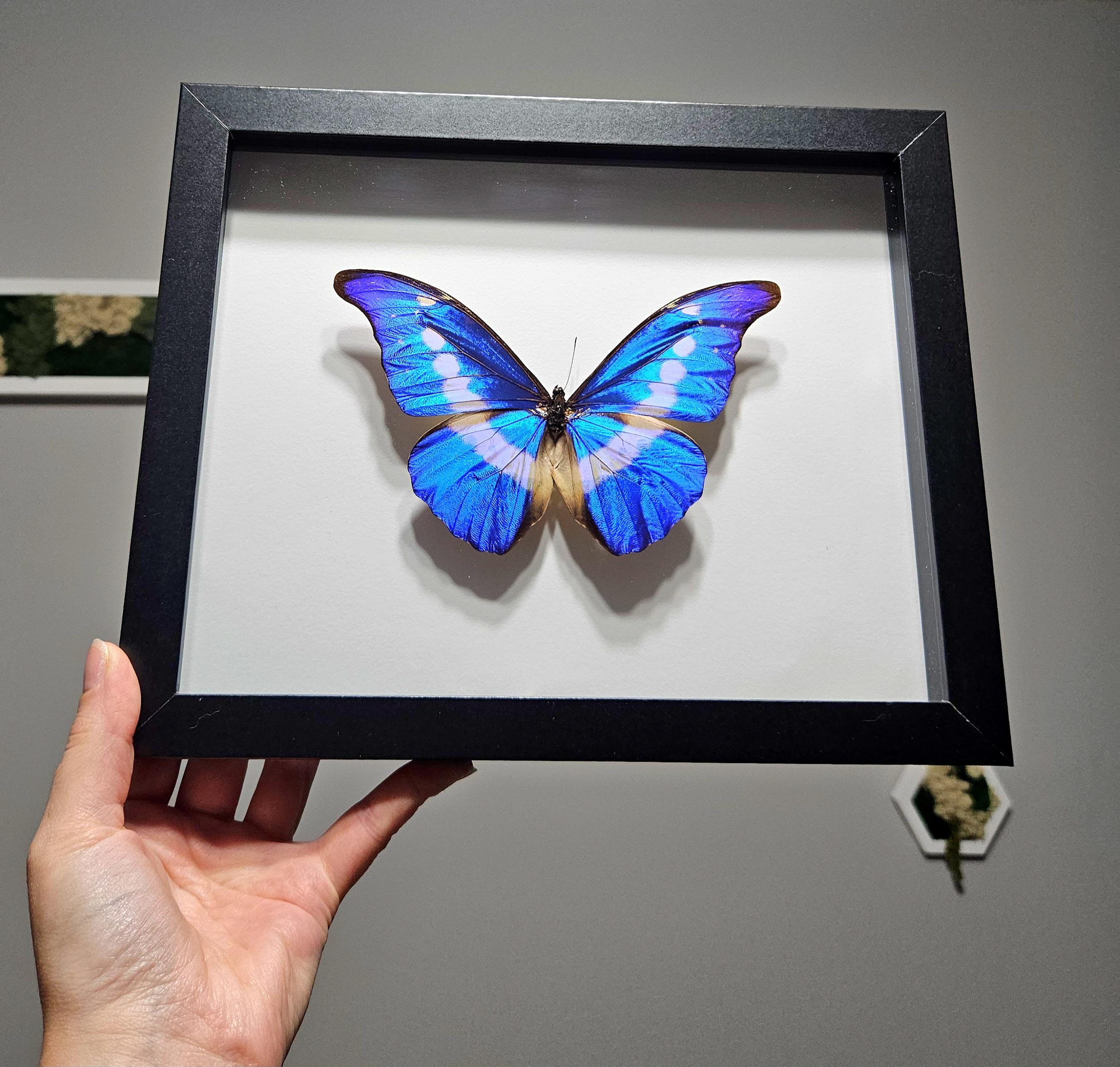 Morpho Rhetenor Helena - Etsy