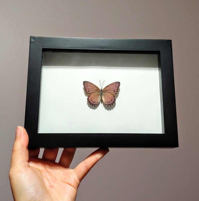 Real Framed Butterfly Insect Taxidermy Framed Butterfly Asterope Pechueli Black Shadow Box Frame- Home Decor Gift Butterfly Taxidermy