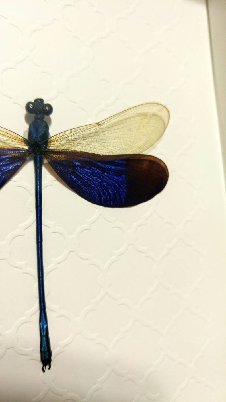 Shadow Box Frame- Home Decor Real Framed Damselfly Real dragonfly, Framed Dragonfly Insect Taxidermy Neurobasis Kaupi Framed Insect