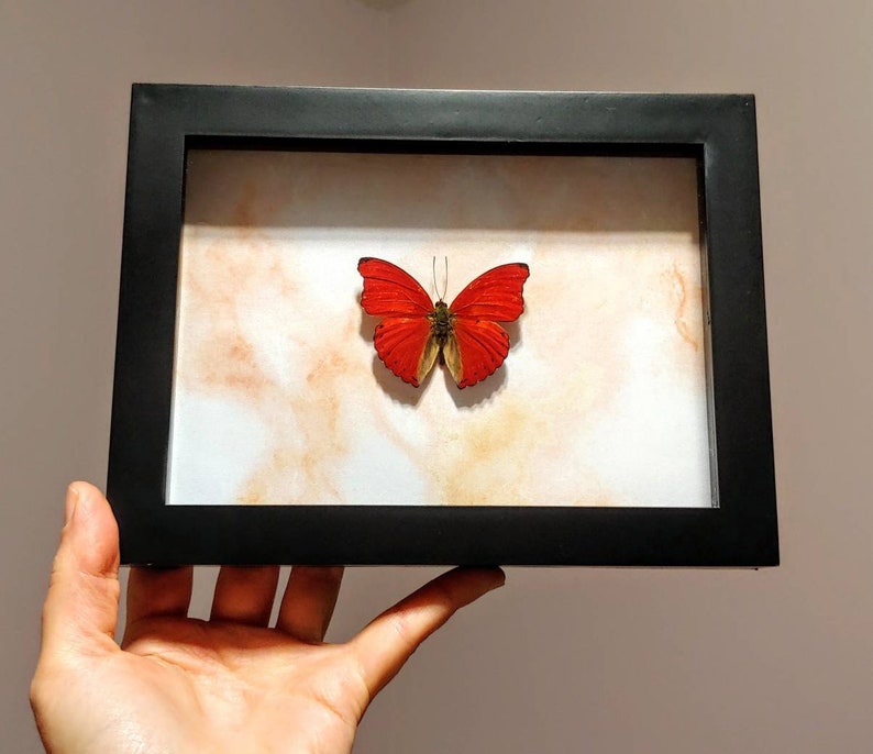 Real Sangaris Butterfly Display Shadow Box