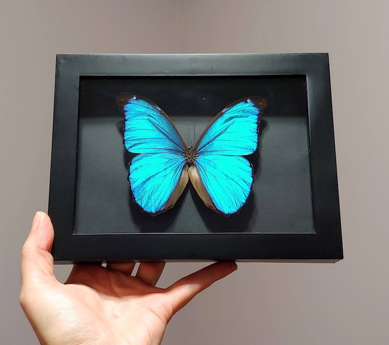 Butterfly Taxidermy Framed Butterfly Insect Taxidermy 2 Real Framed Butterfly Shadow Box- Blue Butterfly Morpho Menelaus Blue Morpho