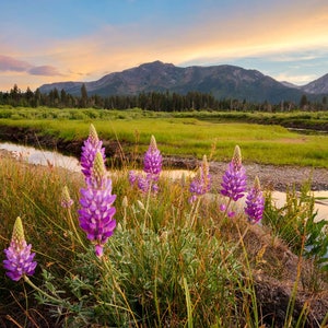 Taylor Creek Perfection | South Lake Tahoe, California