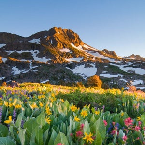 Alpine Garden | Carson Pass, Sierra Nevada, California