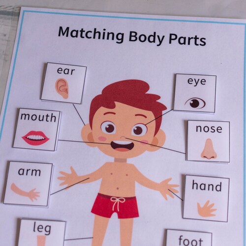 Body Part Picture Matching Worksheet Body Part Matching Worksheet All