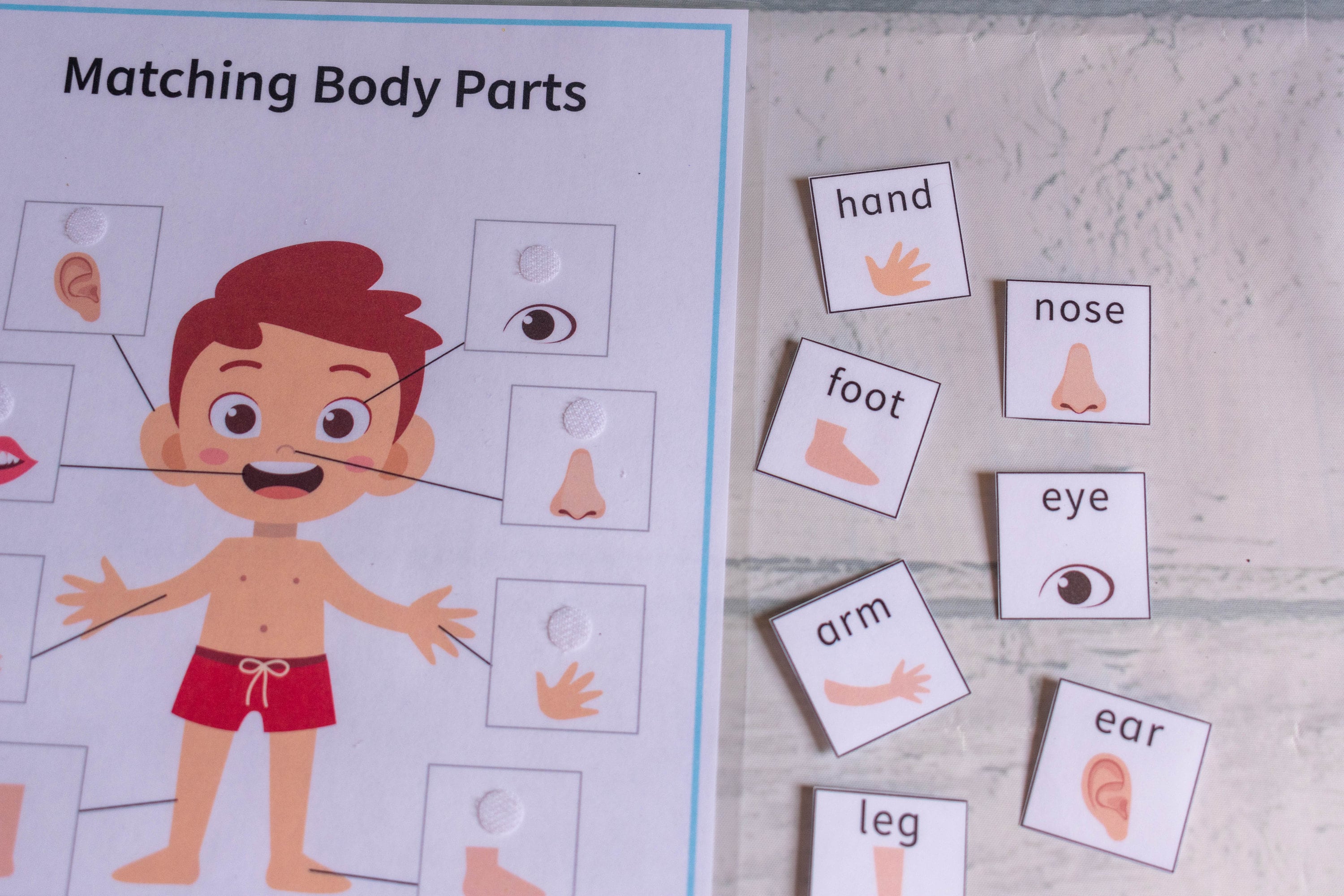 Body Parts Matching Game Homeschool Educational Worksheet | Etsy