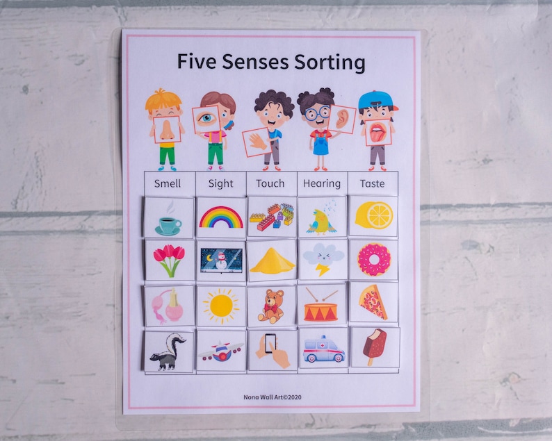 May include: Five Senses Sorting activity with colorful illustrations of a rainbow, a cup of coffee, a teddy bear, a lemon, a donut, a skunk, a plane, a phone, an ambulance, and an ice cream cone. The activity is designed to help children learn about the five senses: smell, sight, touch, hearing, and taste.