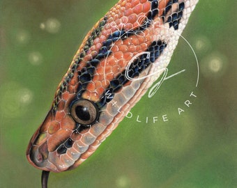 Rainbow Boa Snake Wildlife Pastel Art Print Multiple Sizes (8x6 or 12x8)