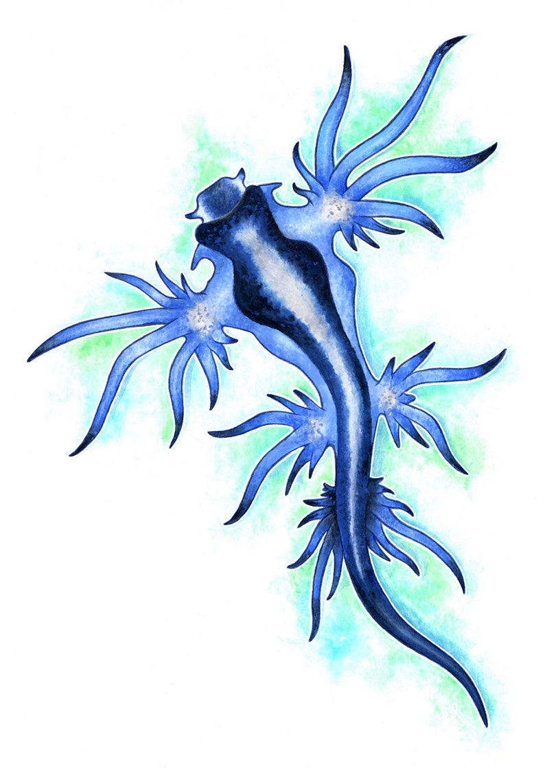 Blue Dragon Sea Slug Glaucus Atlanticus Watercolour Art Print image 1