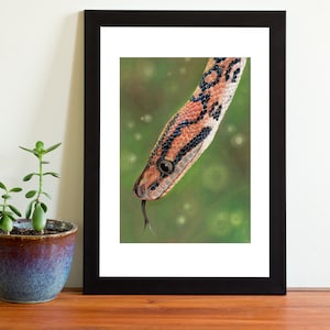 Rainbow Boa Snake Wildlife Pastel Art Print Multiple Sizes (8x6 or 12x8)