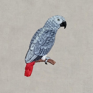 Perroquet gris africain, 4x4, Conception de broderie à la machine, Design, Oiseau