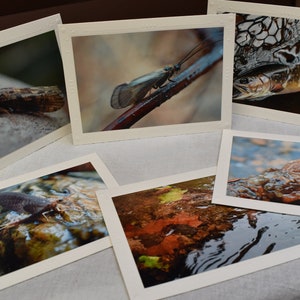 Photo Notecard Set- &quot; Brookside &quot; - Photo Mounted, Photography, Wildlife, Blank Cards, Greeting, Letter Writing, Gift set, fly fishing art