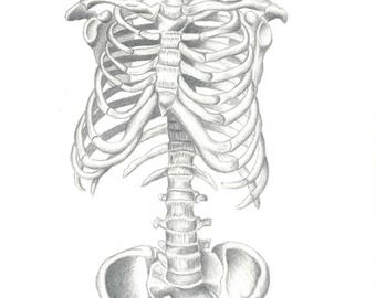 Art print Human anatomy Skeleton Spine Anatomy Study art | Etsy