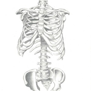 Peut inclure: Un dessin au crayon d&eacute;taill&eacute; d'une cage thoracique et d'un bassin humains.