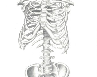 Studie van de anatomie