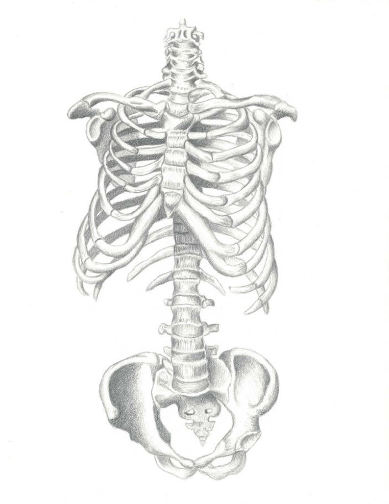 Peut inclure: Un dessin au crayon d&eacute;taill&eacute; d'une cage thoracique et d'un bassin humains.
