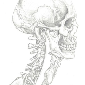 Peut inclure: Un dessin au crayon d&eacute;taill&eacute; d'un cr&acirc;ne humain et d'une colonne cervicale. Le cr&acirc;ne est dessin&eacute; de profil, avec la m&acirc;choire l&eacute;g&egrave;rement ouverte, r&eacute;v&eacute;lant les dents. La colonne cervicale est repr&eacute;sent&eacute;e en d&eacute;tail, chaque vert&egrave;bre &eacute;tant clairement visible.