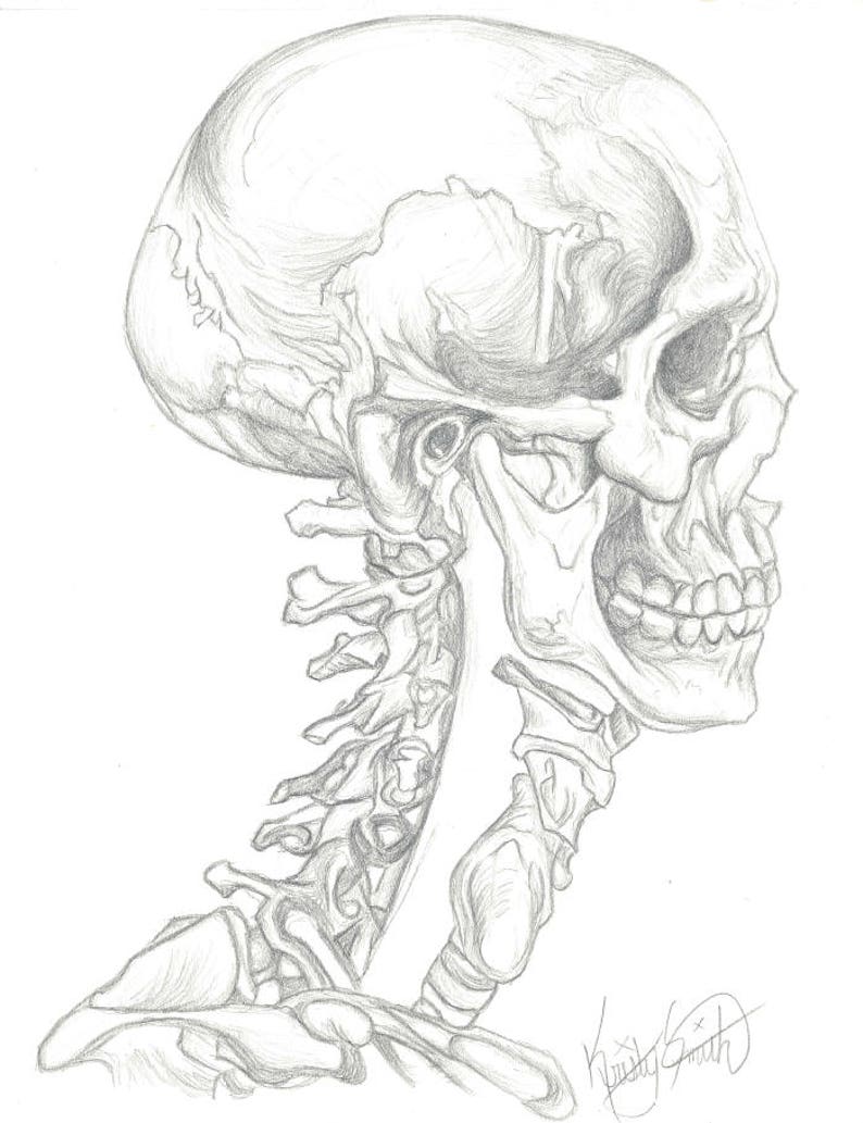 Peut inclure: Un dessin au crayon d&eacute;taill&eacute; d'un cr&acirc;ne humain et d'une colonne cervicale. Le cr&acirc;ne est dessin&eacute; de profil, avec la m&acirc;choire l&eacute;g&egrave;rement ouverte, r&eacute;v&eacute;lant les dents. La colonne cervicale est repr&eacute;sent&eacute;e en d&eacute;tail, chaque vert&egrave;bre &eacute;tant clairement visible.