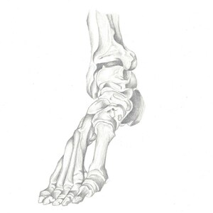 Peut inclure: Un dessin au crayon d&eacute;taill&eacute; des os du pied et de la cheville humains.
