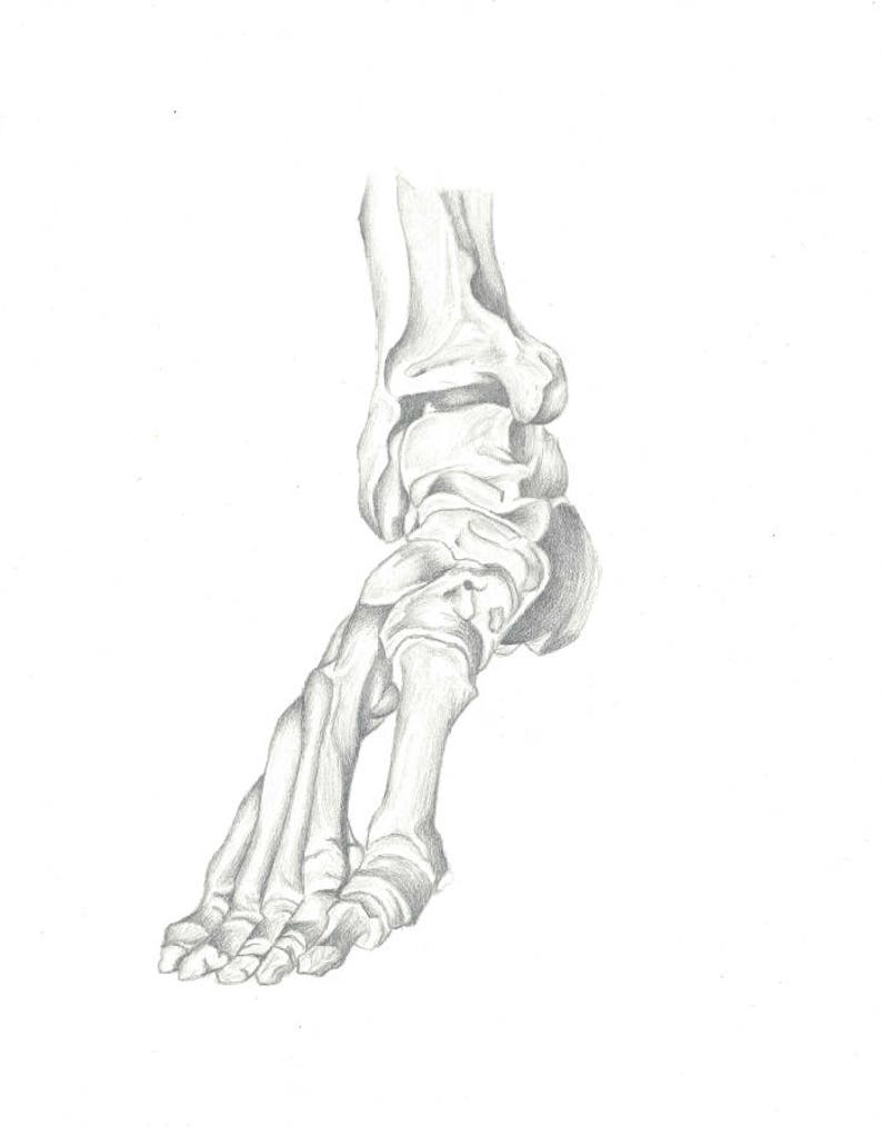 Peut inclure: Un dessin au crayon d&eacute;taill&eacute; des os du pied et de la cheville humains.