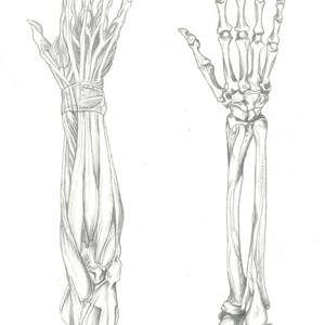Peut inclure: Un dessin au crayon du bras et de la main humains, montrant les muscles et les os. Le dessin de gauche montre les muscles, tandis que le dessin de droite montre les os.
