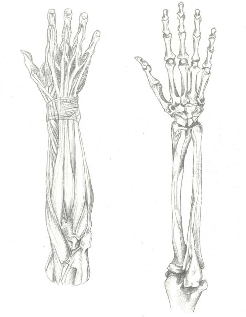 Peut inclure: Un dessin au crayon du bras et de la main humains, montrant les muscles et les os. Le dessin de gauche montre les muscles, tandis que le dessin de droite montre les os.