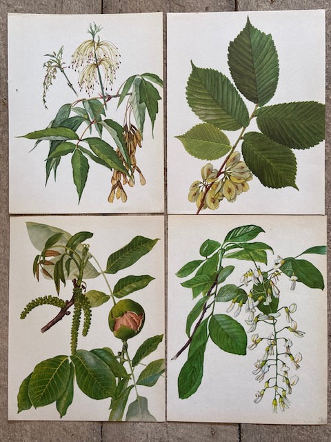 Framed Vintage Tree Print Wall Art Nature Prints Tree Etsy