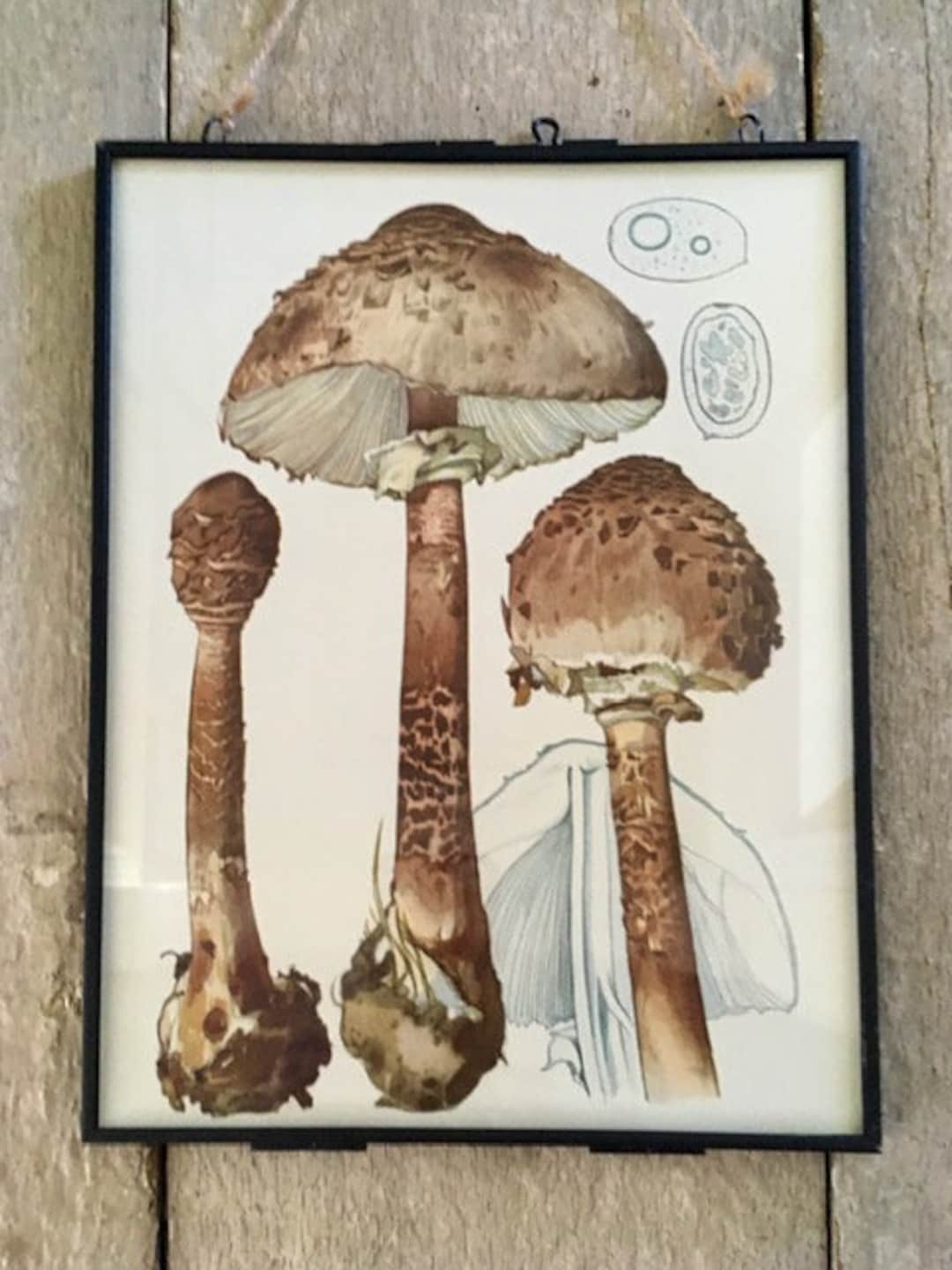 Vintage Mushroom Print Decor Book Plate Art Old Nature Etsy