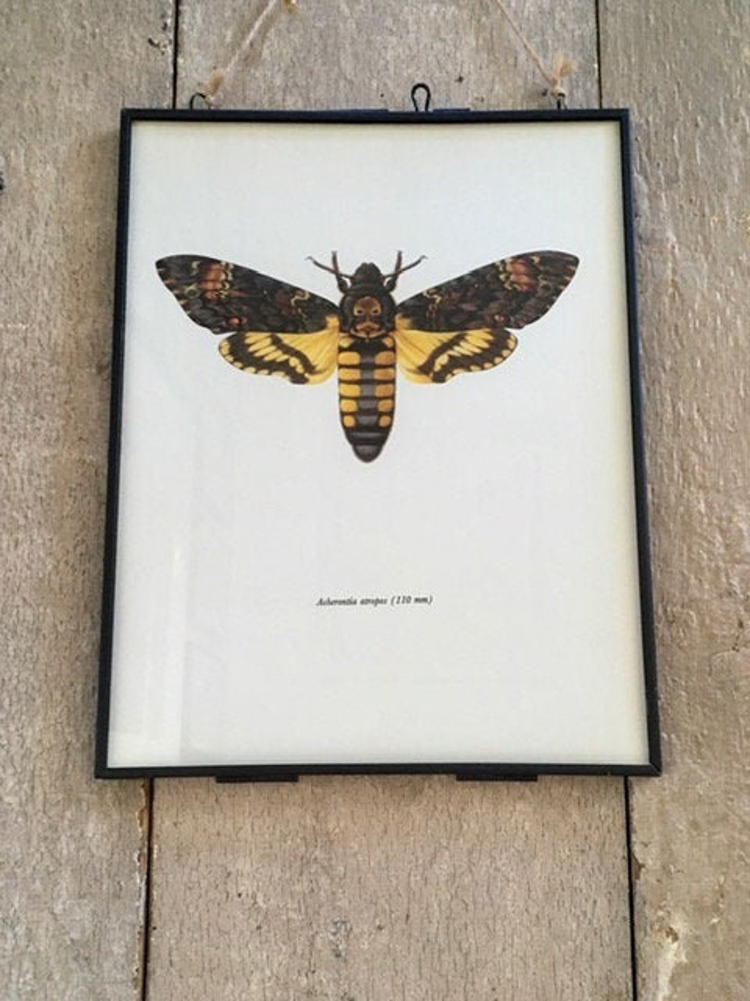 Vintage Moth Print Elephant Hawk Death Moth Insect Art - Etsy