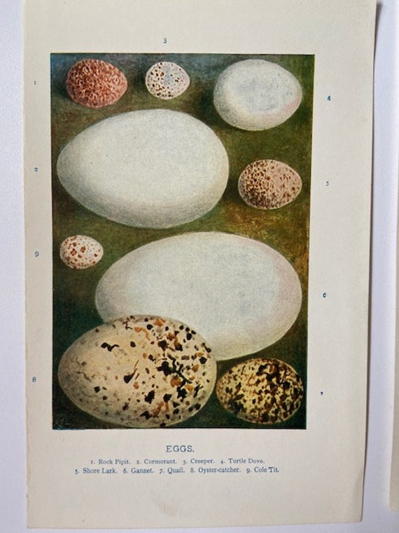 Antique Egg Illustrations Book Plate Prints Art Bird | Etsy