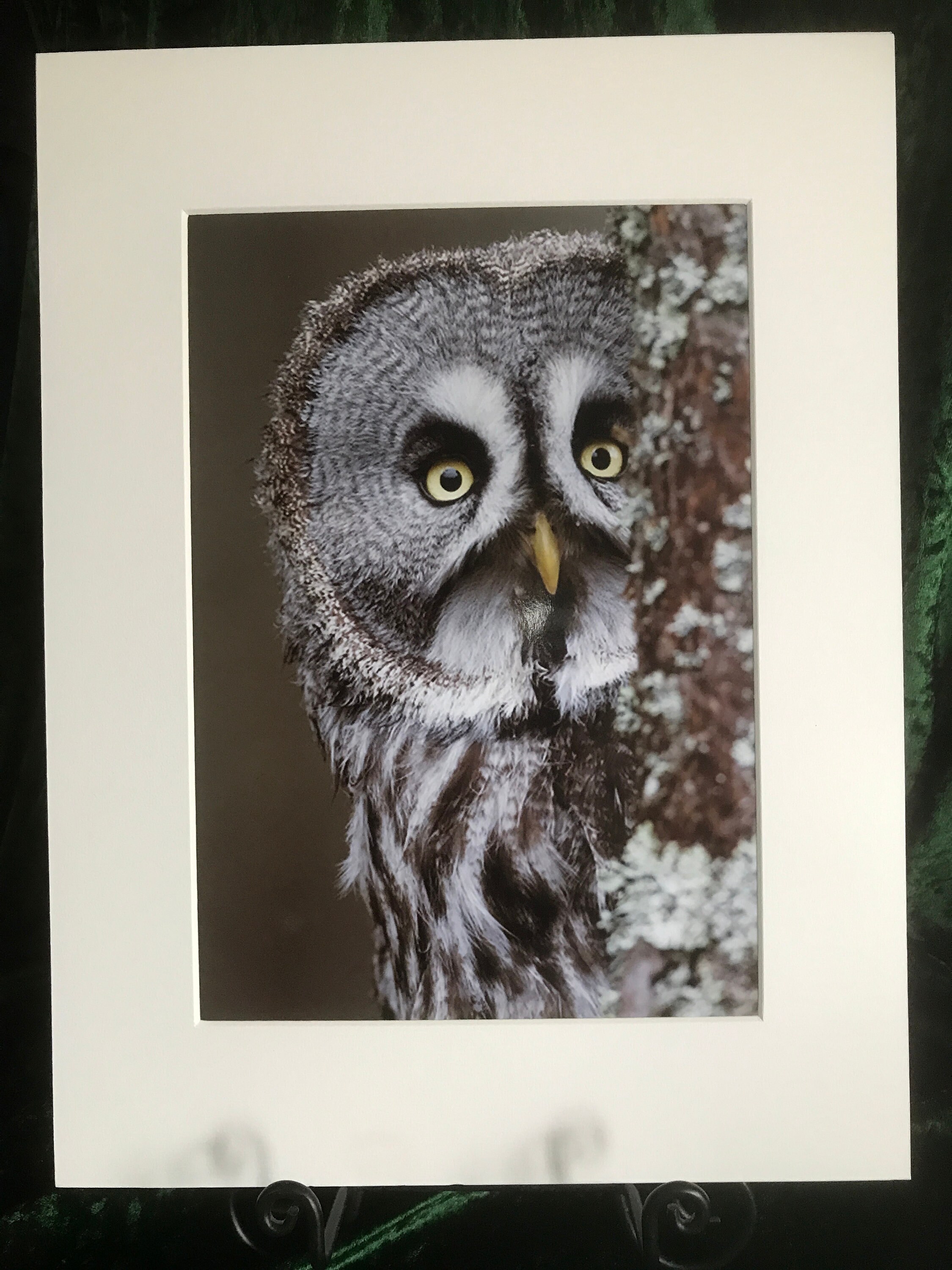 Great Grey Owl A4 Print  (A3 Mount)