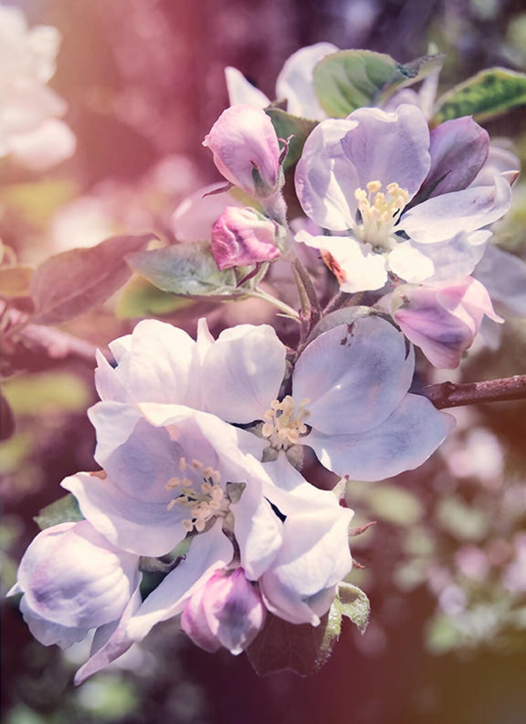 Printable Apple Blossom Wall Art, Apple Blossom Poster, Apple Blossom