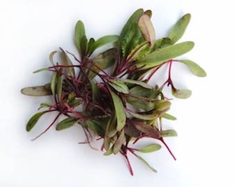 RADIS Rambo rouge feuilles microgreens babyleaf 40 g