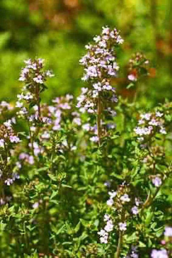 5,000 Common Thyme Seeds SPICE HERB SEEDS BULK SEEDS