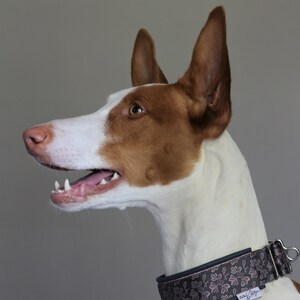 Dog Collar | Sighthound Collar | Leather Collar | Unit Collar with Tassel | Baltas Vejas Dog Gear