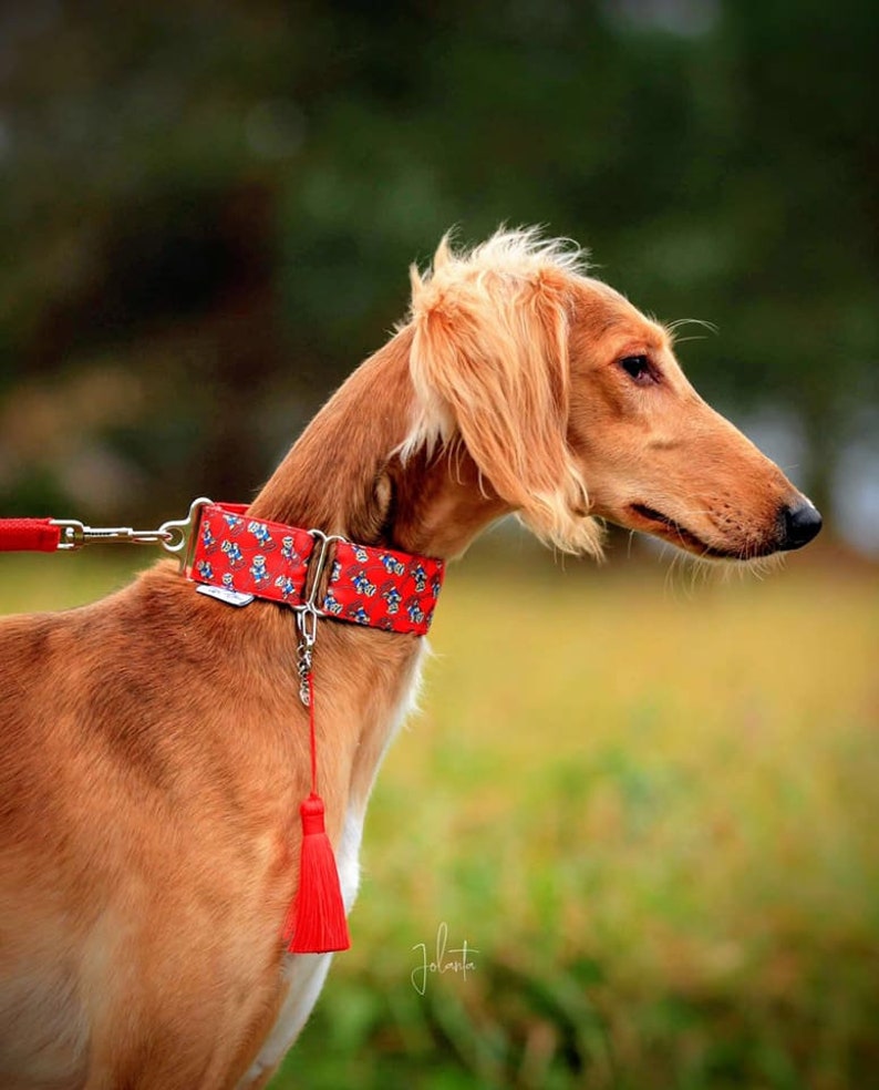 Dog Collar Sighthound Collar Metal Buckle Designer Etsy