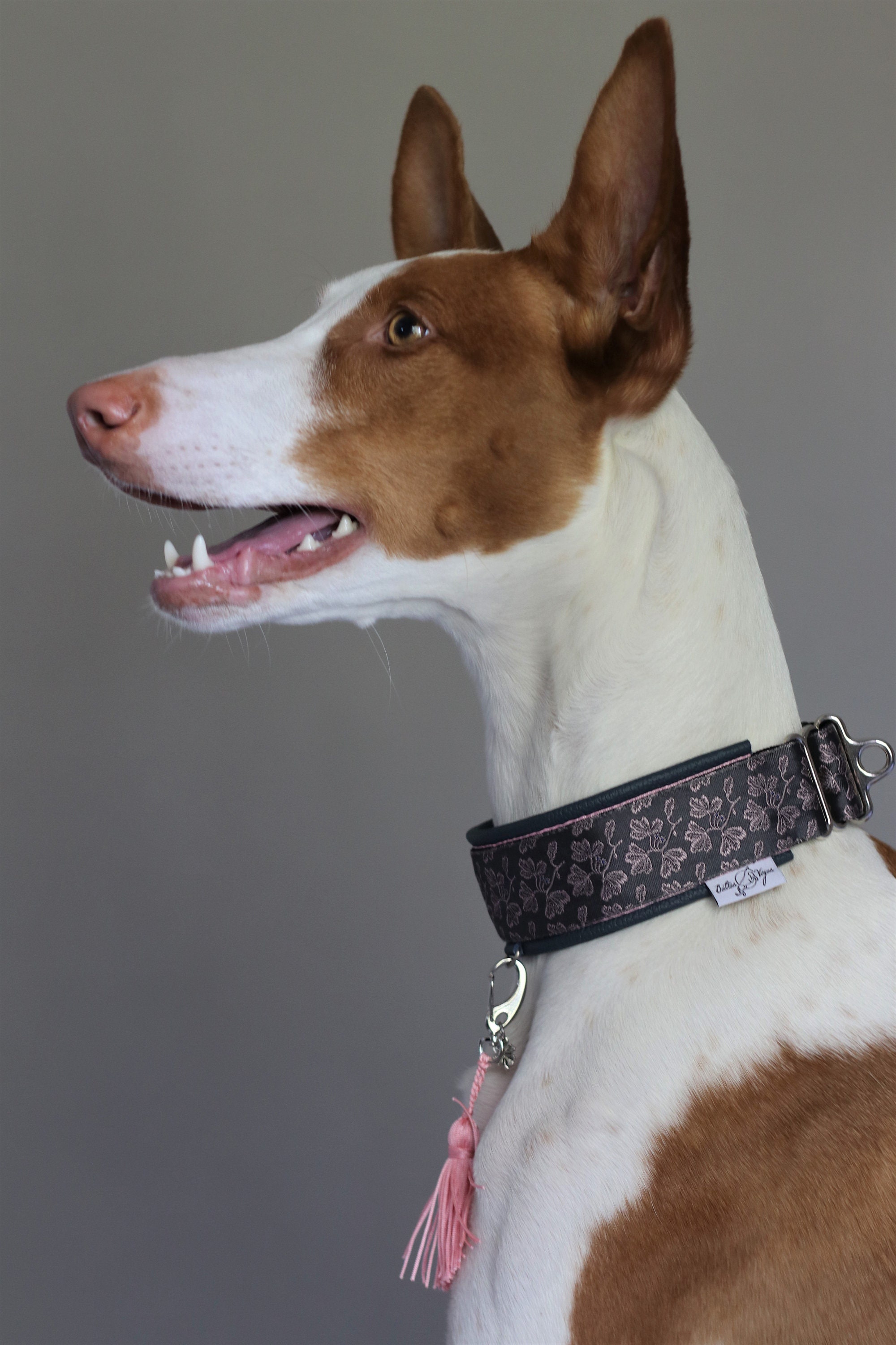 Dog Collar Sighthound Collar Leather Collar Unit Collar Etsy