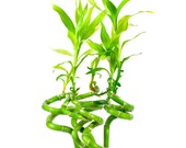 Lucky Bamboo Feng Shui