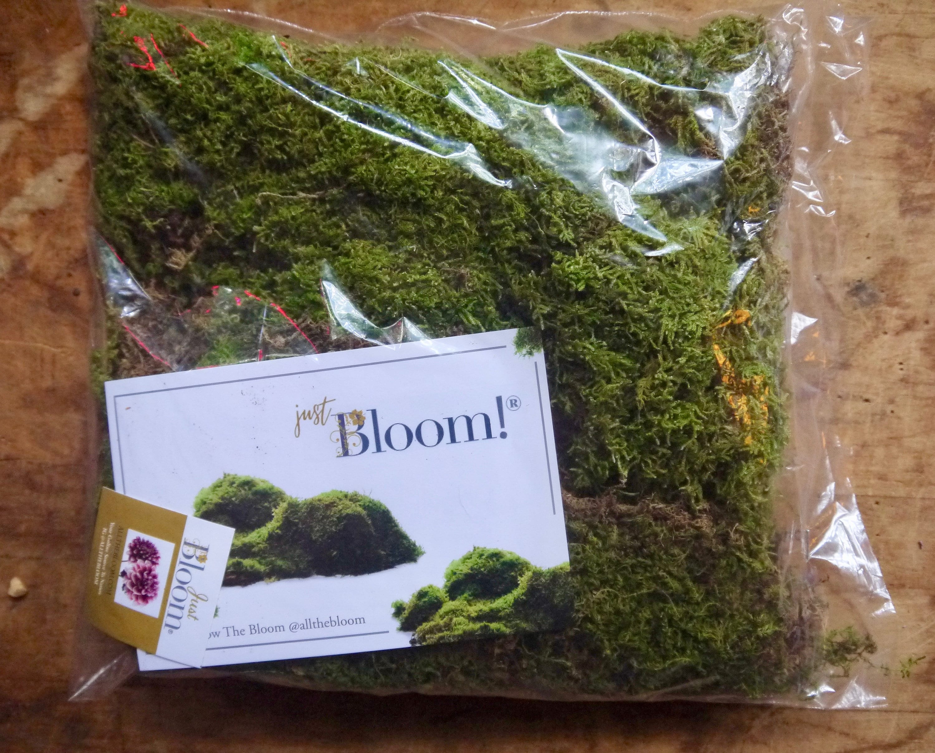 Live Sheet Moss, 40x25x10 (4 layers), Flat moss