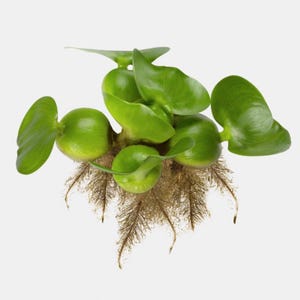 Op de afbeelding: Een close-up van een waterhyacintplant. De plant heeft heldergroene, afgeronde bladeren en bolvormige stengels. De wortels zijn lichtbruin van kleur en zijn zichtbaar aan de basis van de plant. De achtergrond is effen wit.