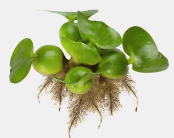 Water Hyacinth | Live