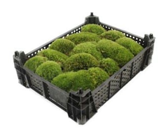 Mood Moss aka Cushion Moss