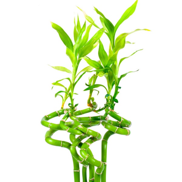 Lucky Bamboo | Feng Shui